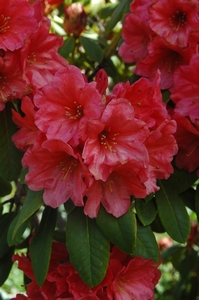 Rhodo Jenny's Favourite